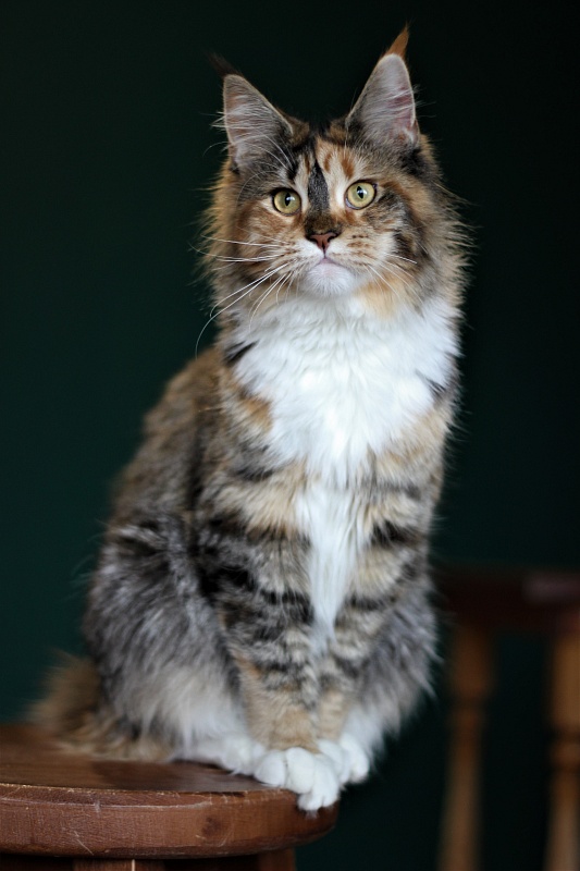 Winter Bouquet Monterini - Junior maine-coon 7 months 1 week
