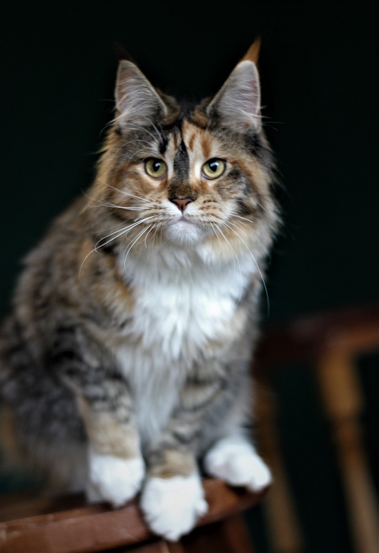Winter Bouquet Monterini - Junior maine-coon 7 months 1 week