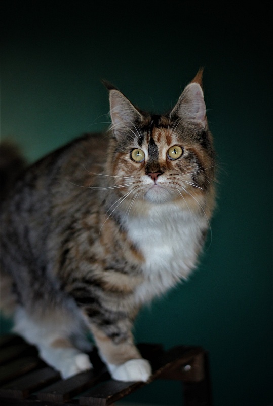 Winter Bouquet Monterini - Junior maine-coon 7 months 3.5 weeks