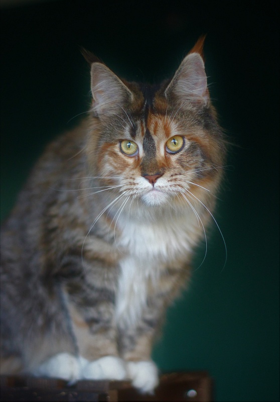 Winter Bouquet Monterini - Junior maine-coon 7 months 3.5 weeks