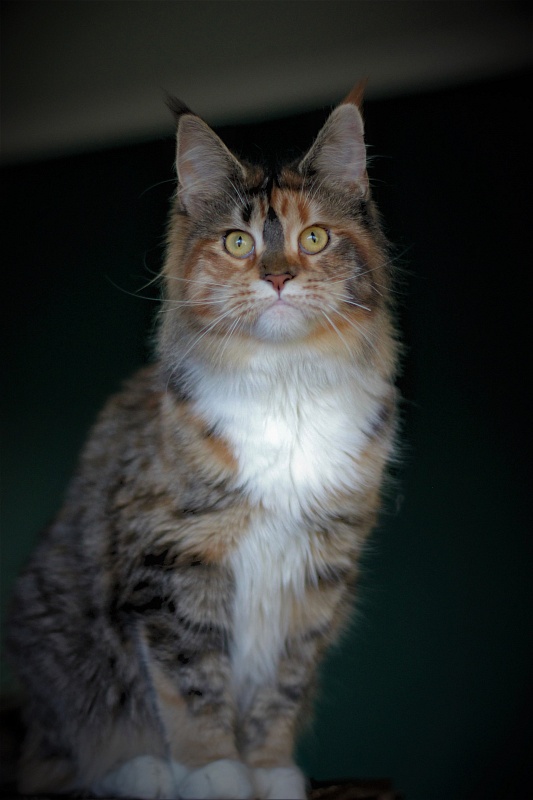 Winter Bouquet Monterini - Junior maine-coon 7 months 3.5 weeks