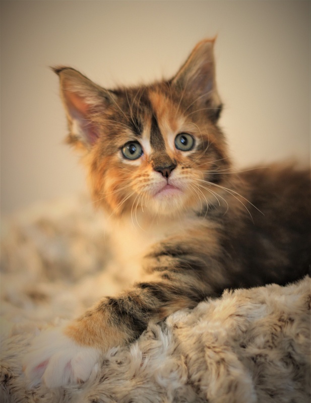 Winter Bouquet Monterini - Kitten maine-coon 1 month 1 week