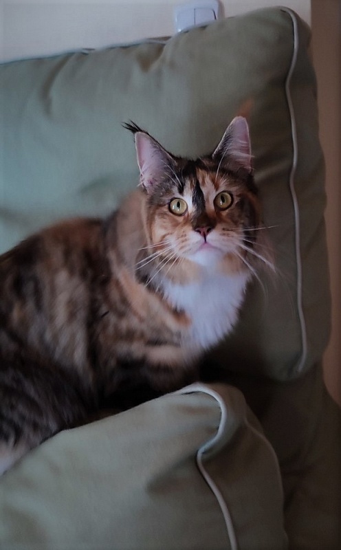 Winter Bouquet Monterini - Adult maine-coon 11 months 0.5 weeks