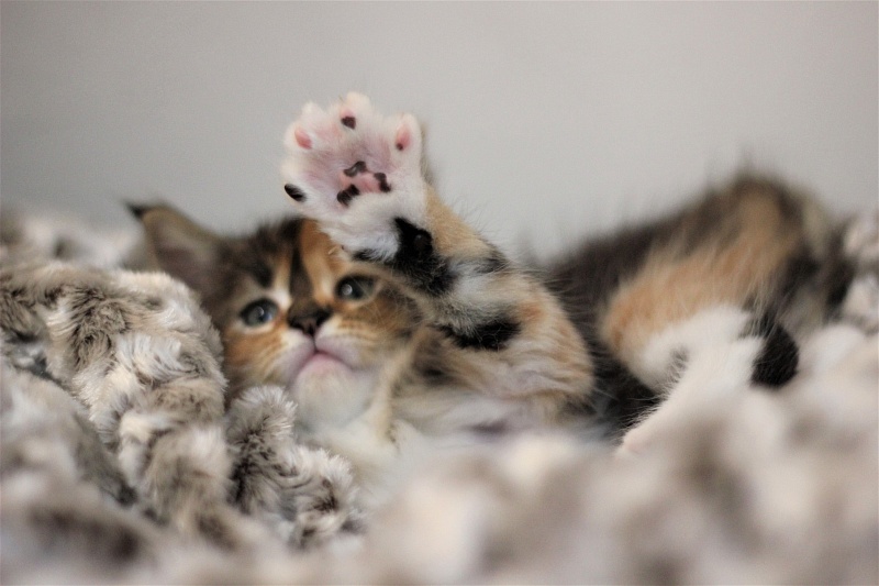 Winter Bouquet Monterini - Kitten maine-coon 1 month 1 week
