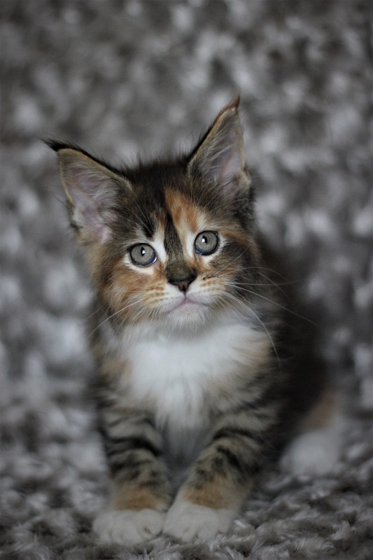 Winter Bouquet Monterini - Kitten maine-coon 1 month 3 weeks