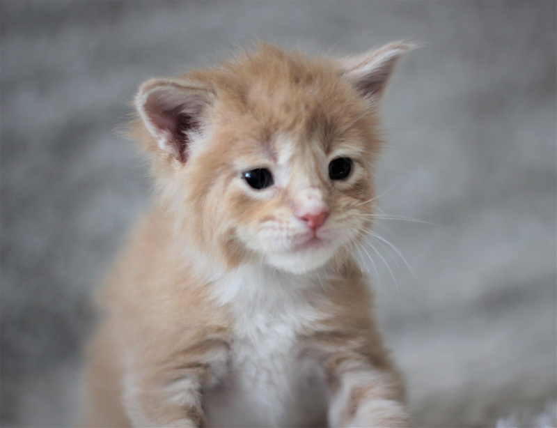Wisky Monterini - Kitten maine-coon 3 weeks