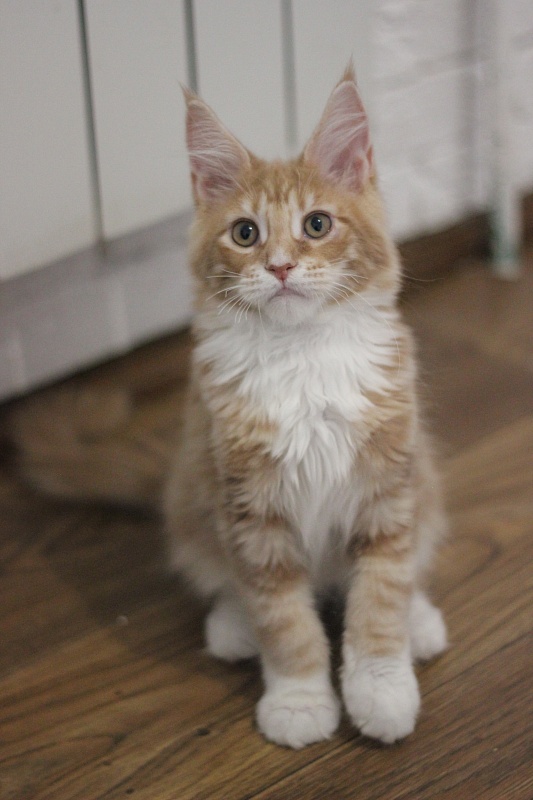 Wisky Monterini - Kitten maine-coon 3 months 2 weeks