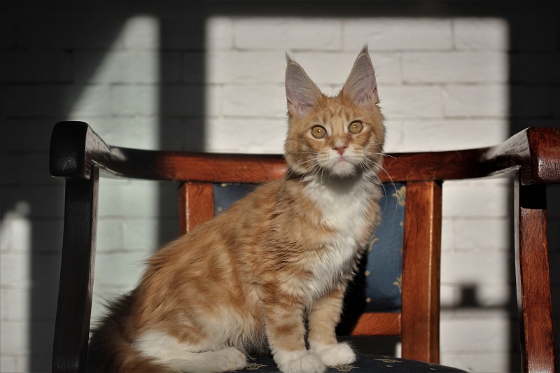 Wisky Monterini - Kitten maine-coon 4 months 0.5 weeks