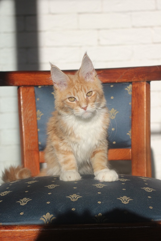 Wisky Monterini - Kitten maine-coon 4 months 0.5 weeks