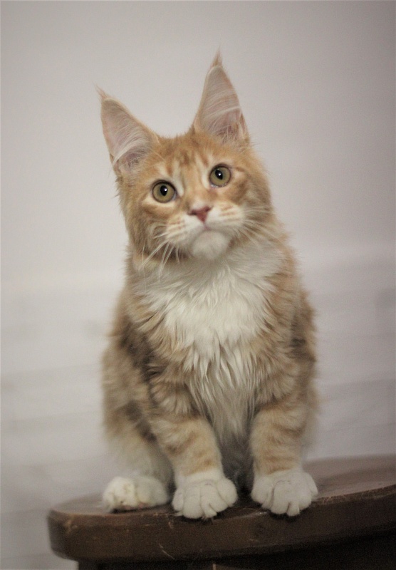 Wisky Monterini - Kitten maine-coon 5 months