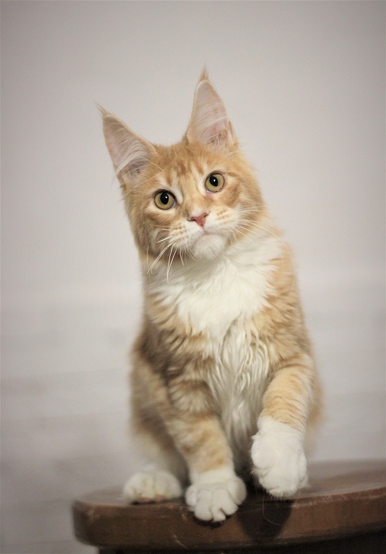 Wisky Monterini - Kitten maine-coon 5 months