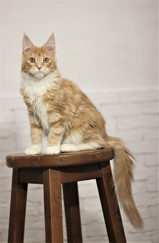 Wisky Monterini - Kitten maine-coon 5 months