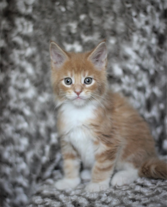 Wisky Monterini - Kitten maine-coon 1 month 3 weeks