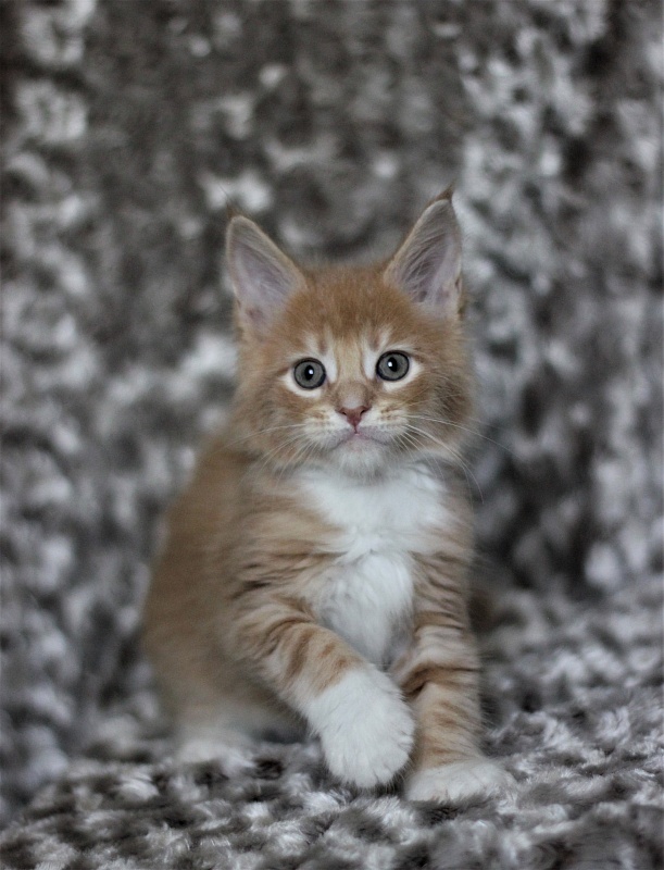 Wisky Monterini - Kitten maine-coon 1 month 3 weeks