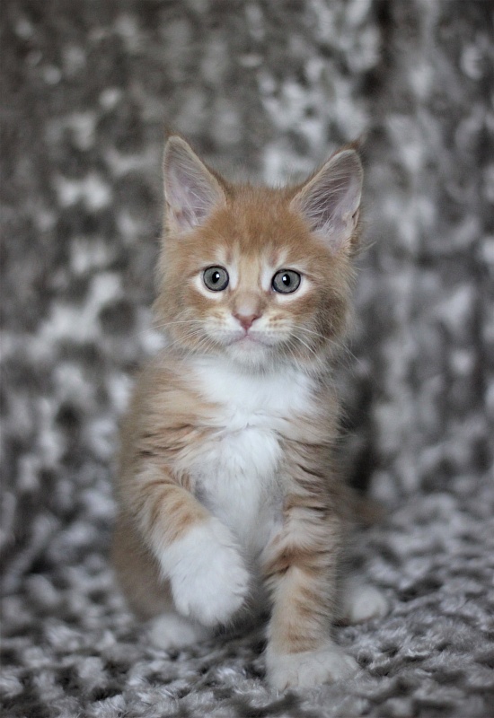 Wisky Monterini - Kitten maine-coon 1 month 3 weeks