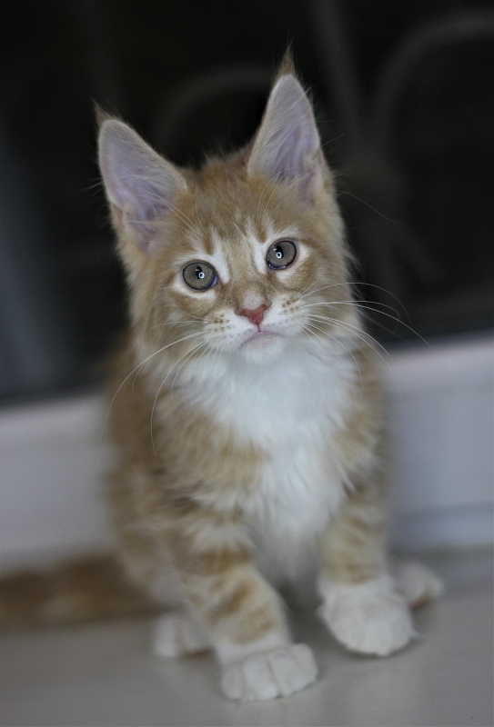 Wisky Monterini - Kitten maine-coon 2 months 1 week