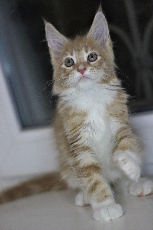 Wisky Monterini - Kitten maine-coon 2 months 1 week
