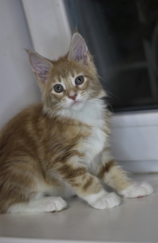 Wisky Monterini - Kitten maine-coon 2 months 1 week