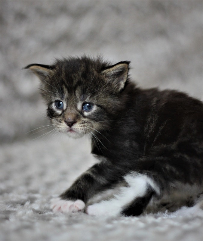 Wokka Monterini - Kitten maine-coon 3 weeks