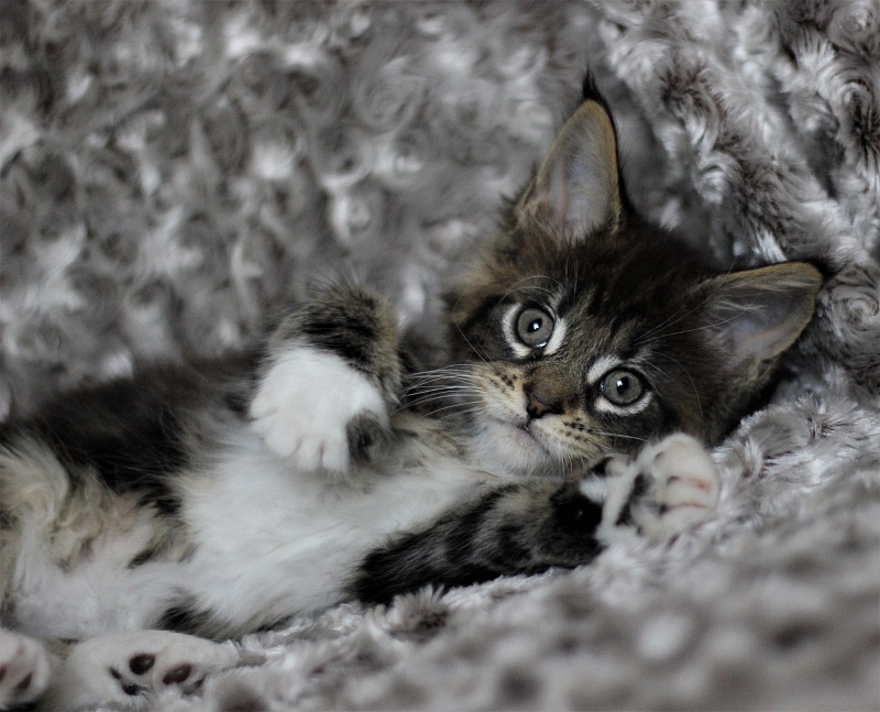 Wokka Monterini - Kitten maine-coon 1 month 3 weeks