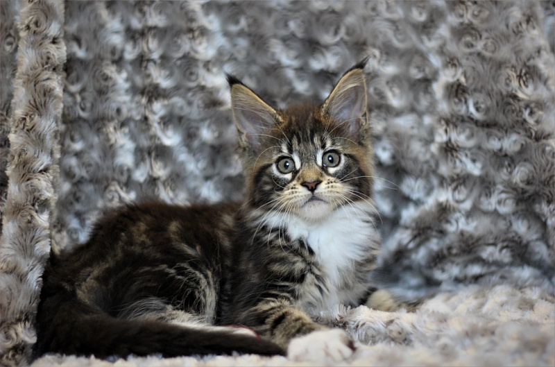 Wokka Monterini - Kitten maine-coon 2 months
