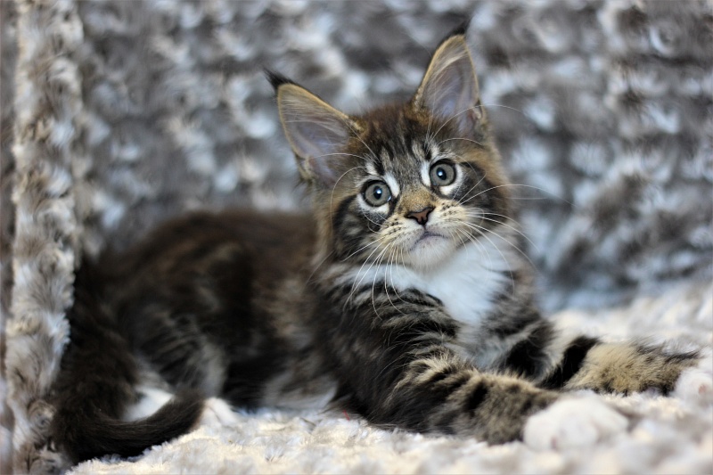 Wokka Monterini - Kitten maine-coon 2 months