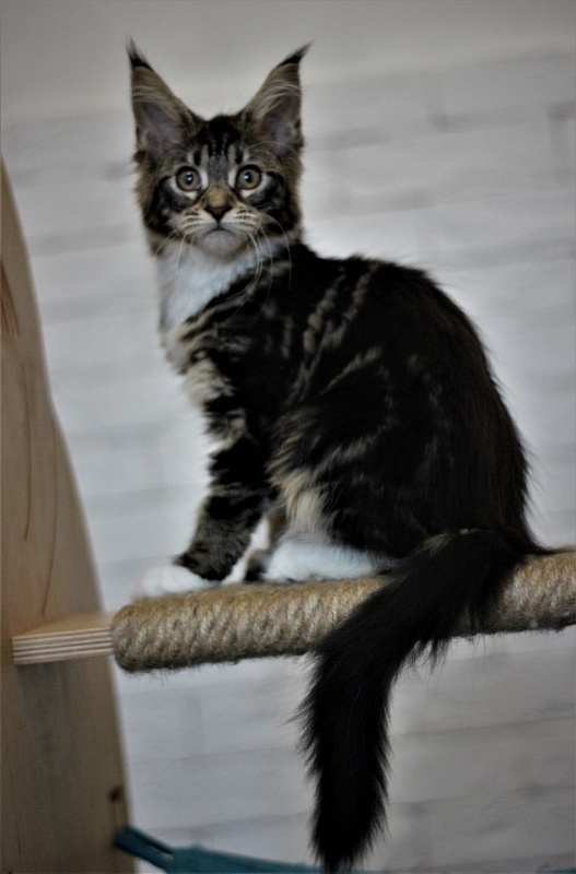 Wokka Monterini - Kitten maine-coon 3 months