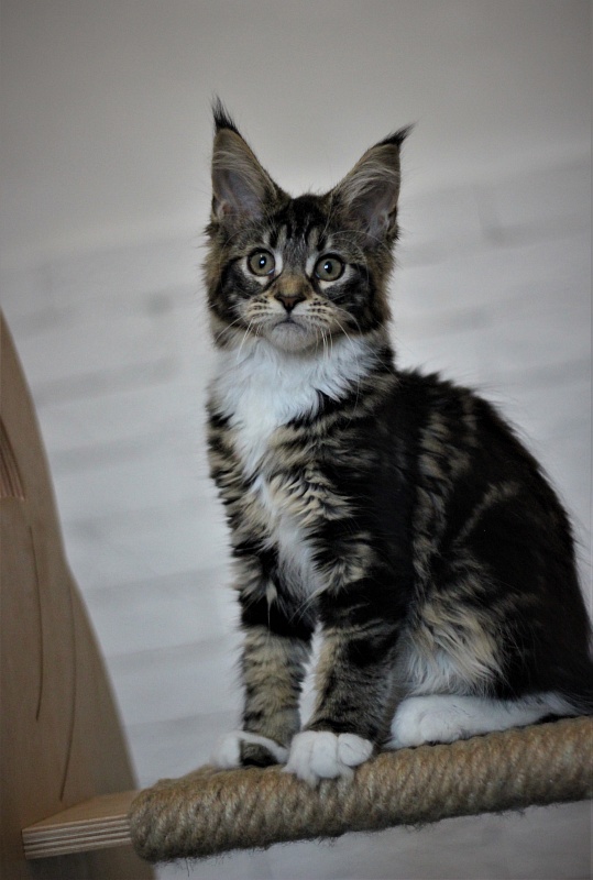Wokka Monterini - Kitten maine-coon 3 months