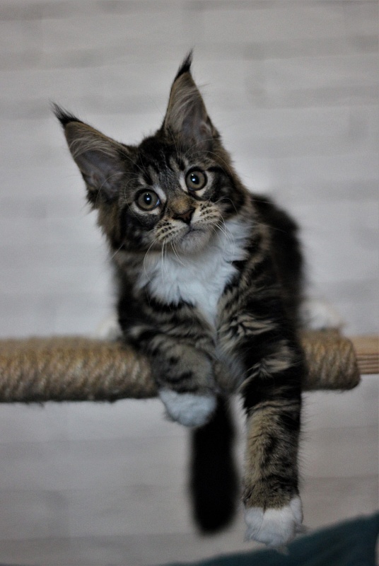 Wokka Monterini - Kitten maine-coon 3 months