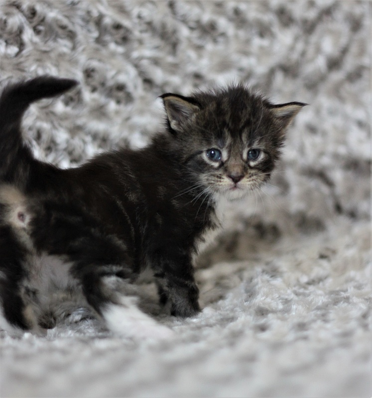 Wokka Monterini - Kitten maine-coon 3 weeks