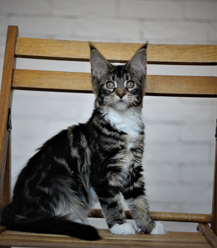 Wokka Monterini - Kitten maine-coon 3 months 2 weeks