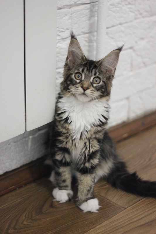 Wokka Monterini - Kitten maine-coon 3 months 2 weeks
