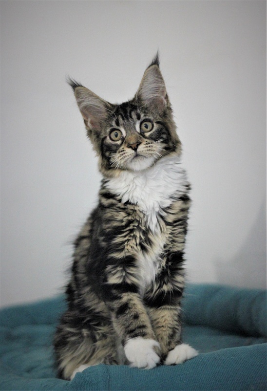 Wokka Monterini - Kitten maine-coon 3 months 2 weeks