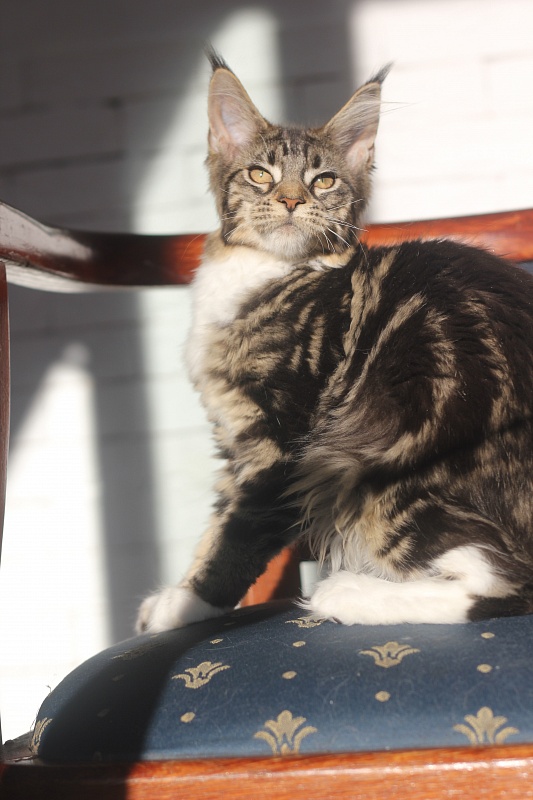Wokka Monterini - Kitten maine-coon 4 months 0.5 weeks