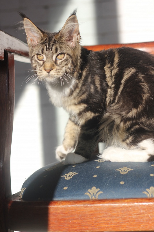Wokka Monterini - Kitten maine-coon 4 months 0.5 weeks