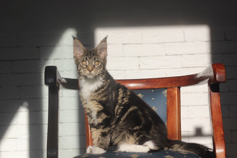 Wokka Monterini - Kitten maine-coon 4 months 0.5 weeks