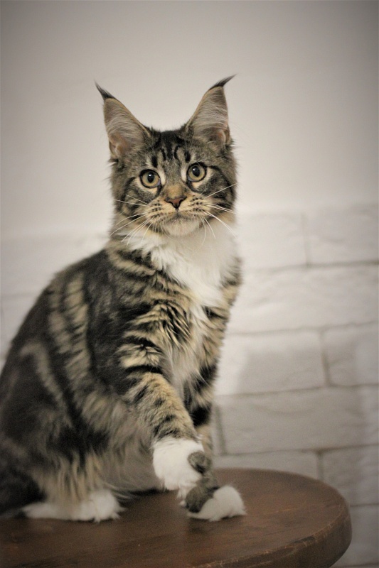 Wokka Monterini - Kitten maine-coon 5 months