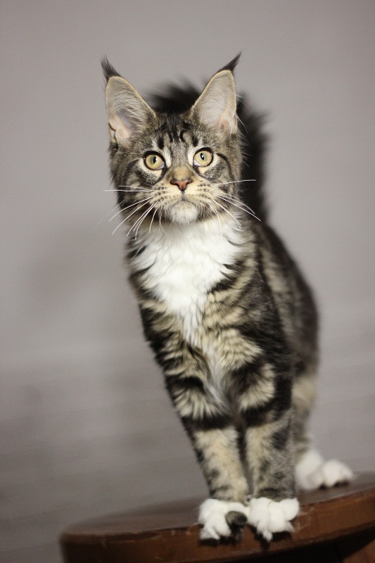 Wokka Monterini - Kitten maine-coon 5 months