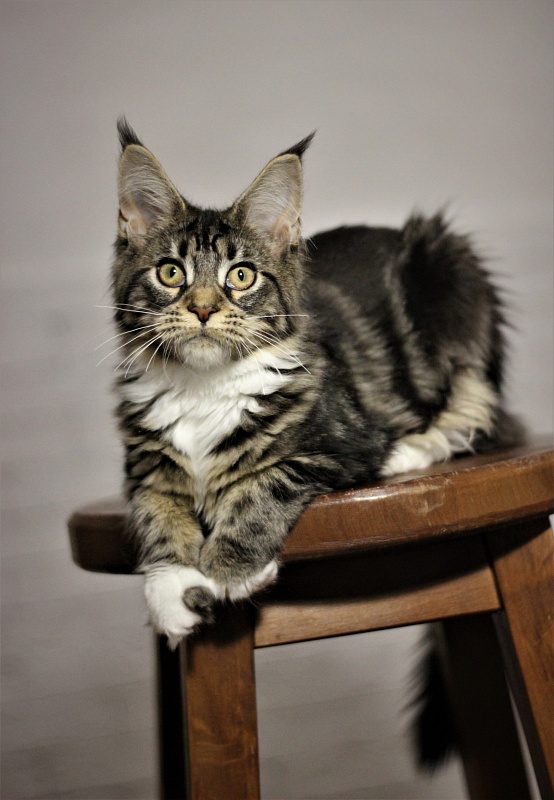 Wokka Monterini - Kitten maine-coon 5 months