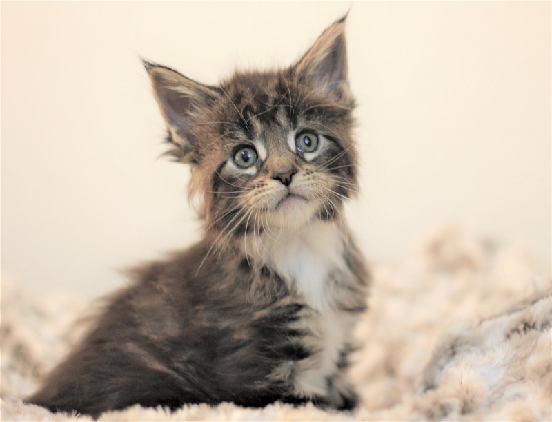 Wokka Monterini - Kitten maine-coon 1 month 1 week