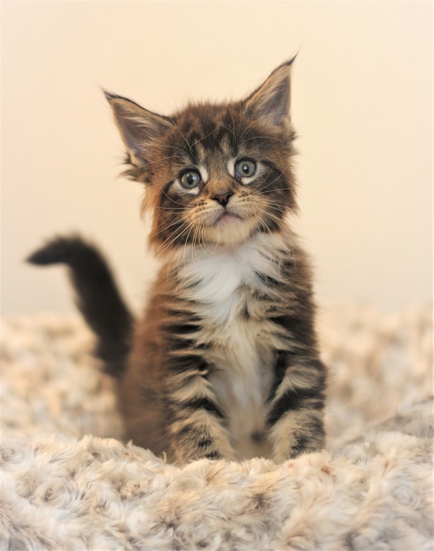 Wokka Monterini - Kitten maine-coon 1 month 1 week