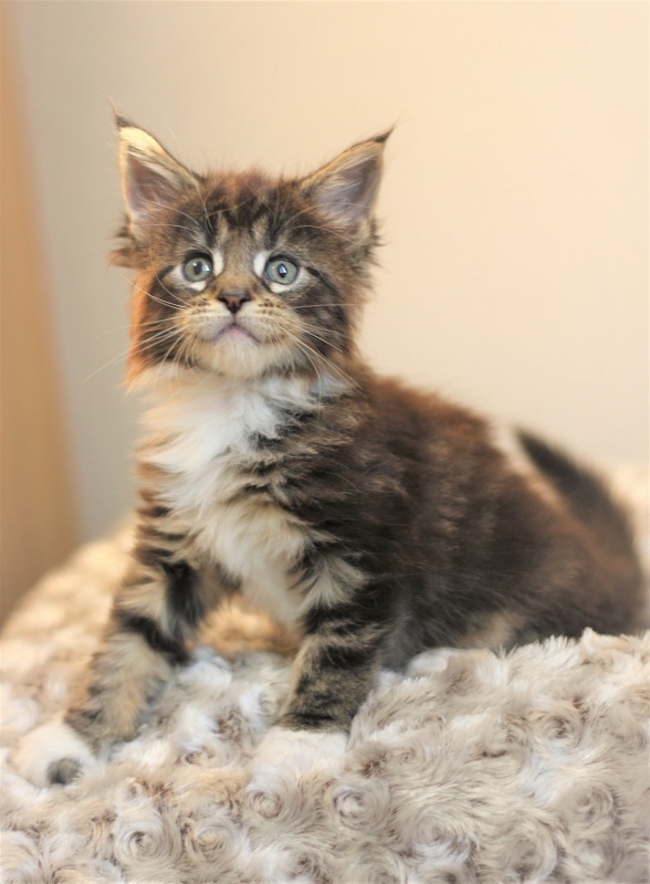 Wokka Monterini - Kitten maine-coon 1 month 1 week