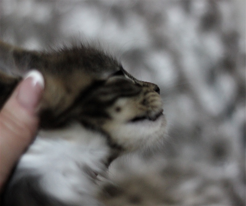 Wokka Monterini - Kitten maine-coon 1 month 3 weeks