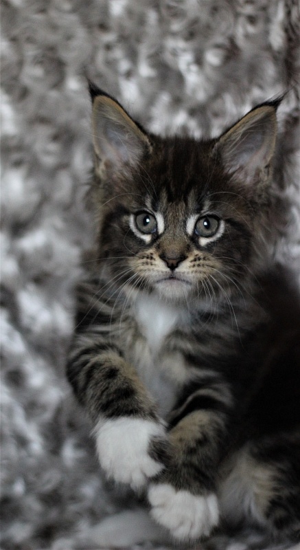 Wokka Monterini - Kitten maine-coon 1 month 3 weeks