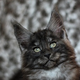 Xerxes Monterini