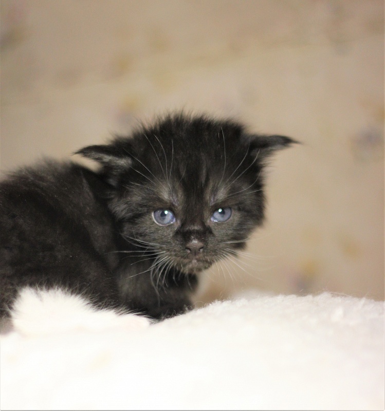 Х-Ray Monterini - Kitten maine-coon 3 weeks