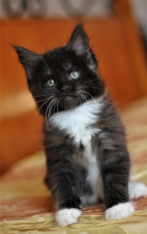 Х-Ray Monterini - Kitten maine-coon 1 month 3 weeks
