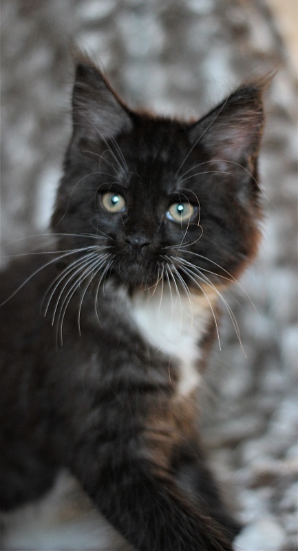 Х-Ray Monterini - Kitten maine-coon 2 months 1 week