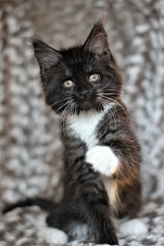Х-Ray Monterini - Kitten maine-coon 2 months 1 week