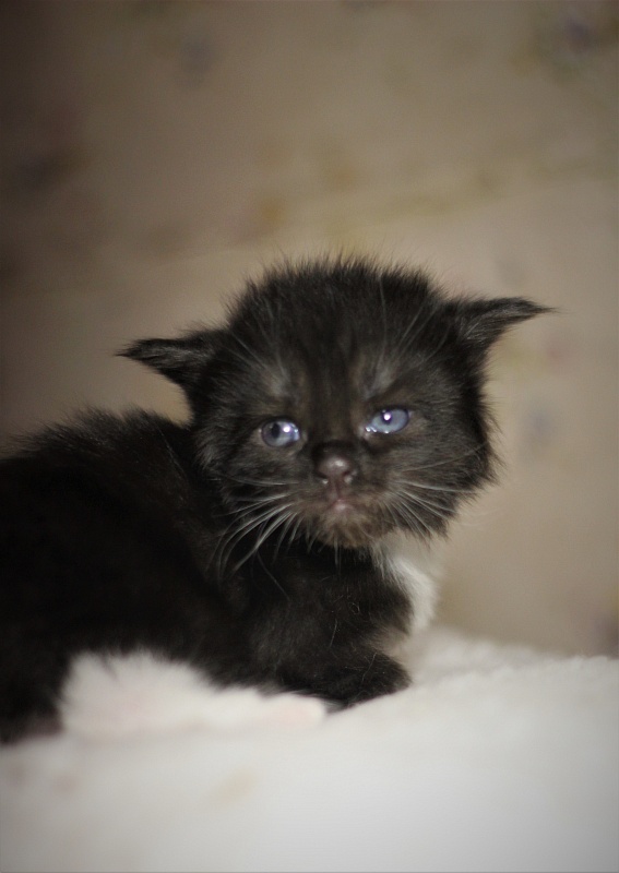 Х-Ray Monterini - Kitten maine-coon 3 weeks